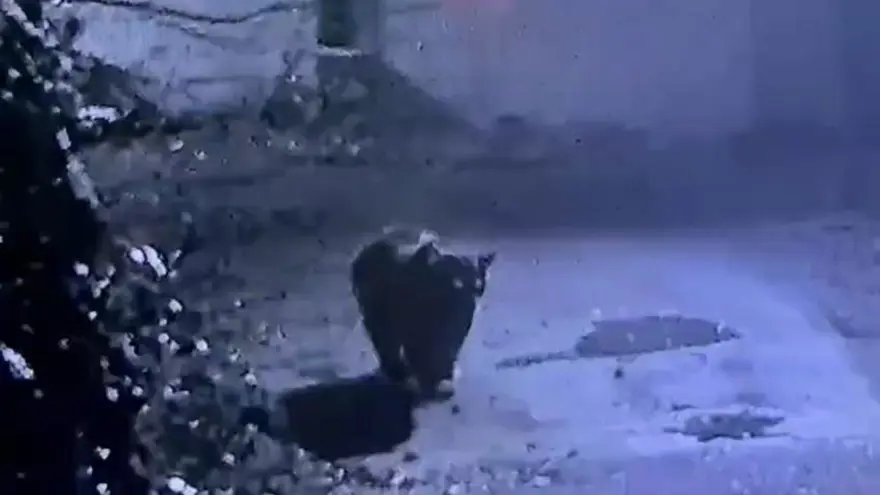 Avcılar bir türlü bulamadı, dün gece kameraya takıldı 3