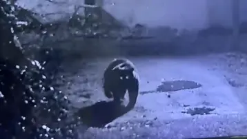 Avcılar bir türlü bulamadı, dün gece kameraya takıldı