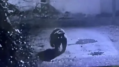 Avcılar bir türlü bulamadı, dün gece kameraya takıldı