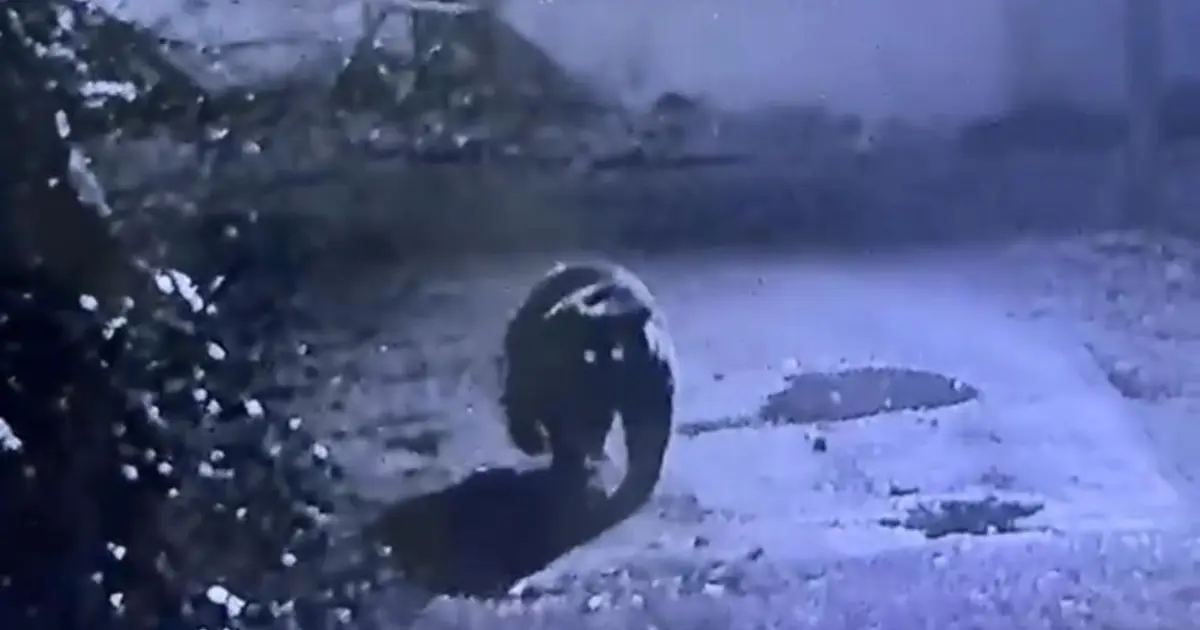 Avcılar bir türlü bulamadı, dün gece kameraya takıldı