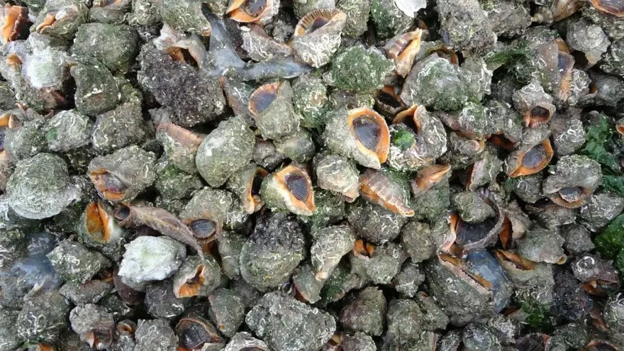 Sayıları her geçen gün artıyor. Karadeniz için büyük tehlike 1