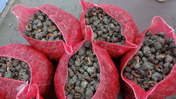 Sayıları her geçen gün artıyor. Karadeniz için büyük tehlike