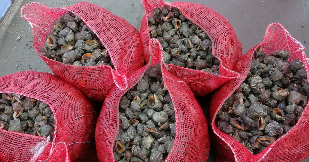 Sayıları her geçen gün artıyor. Karadeniz için büyük tehlike