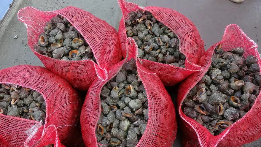 Sayıları her geçen gün artıyor. Karadeniz için büyük tehlike 