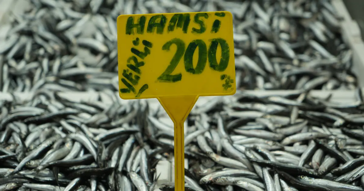 En ucuz balık olarak tezgahtaydı. Kilosu 200 TL'ye ulaştı