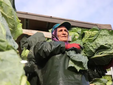 Sakarya&#x27;da kadınların zorlu mesaisi. Günlük yevmiyeleri bin 500 liradan başlıyor