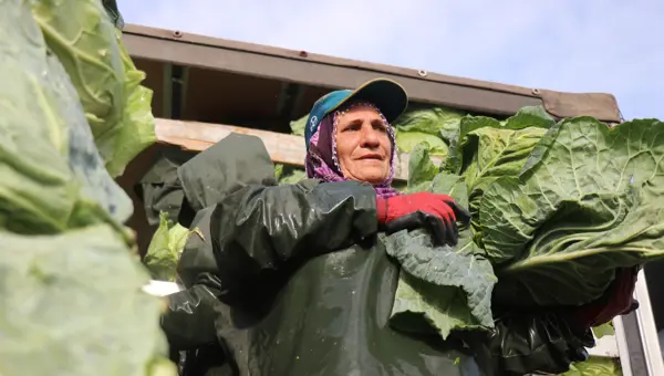Sakarya&#x27;da kadınların zorlu mesaisi. Günlük yevmiyeleri bin 500 liradan başlıyor