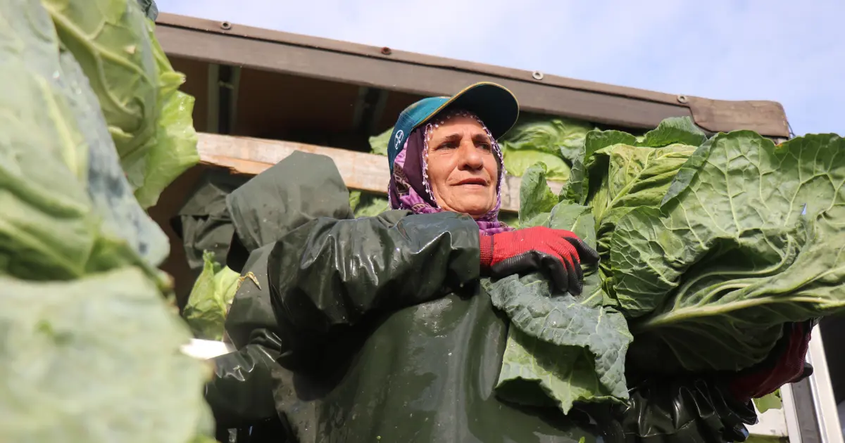Sakarya'da kadınların zorlu mesaisi. Günlük yevmiyeleri bin 500 liradan başlıyor