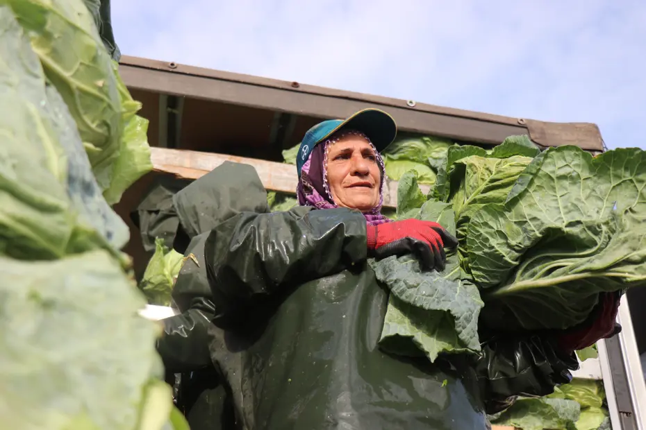 Sakarya'da kadınların zorlu mesaisi. Günlük yevmiyeleri bin 500 liradan başlıyor