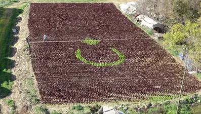Çiftçinin azmi herkesi şaşırttı. 13 bin marulla Türk bayrağı yaptı