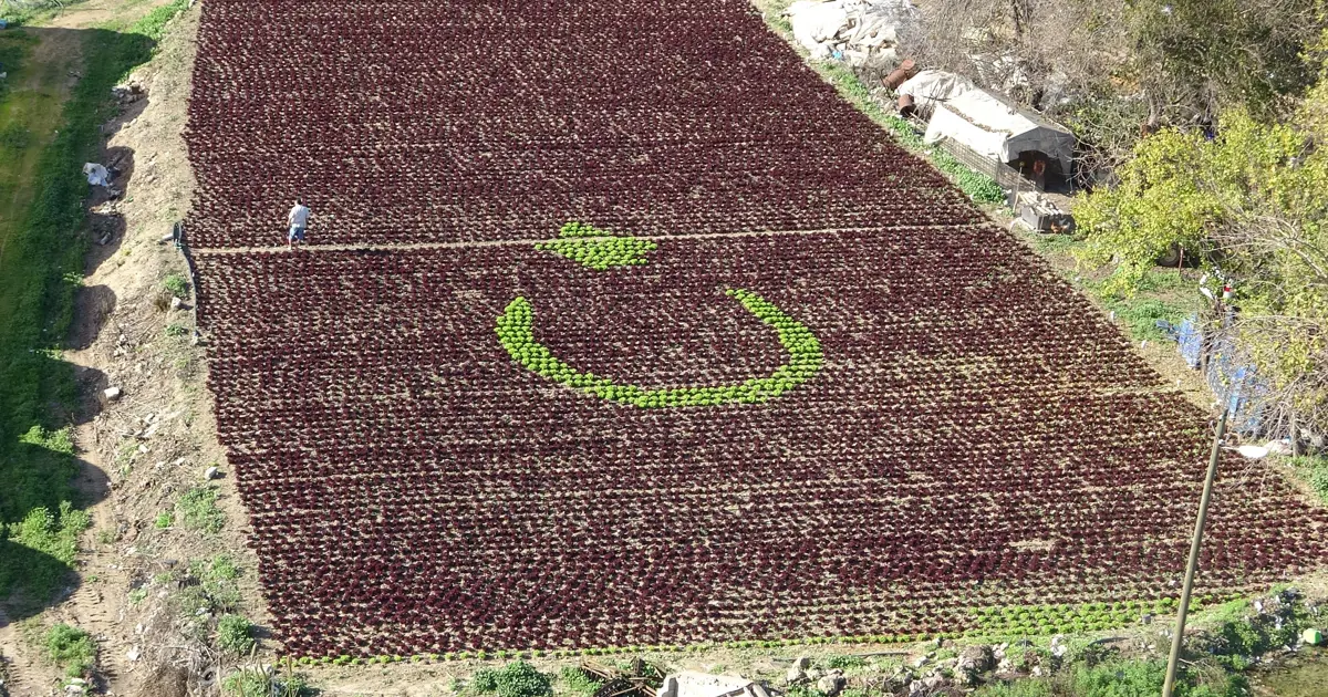 Çiftçinin azmi herkesi şaşırttı. 13 bin marulla Türk bayrağı yaptı