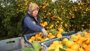 320 ton mandalina bedava dağıtıldı