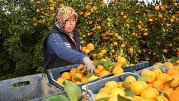 Fiyatı 2 liraya düştü, 320 ton mandalina bedava dağıtıldı