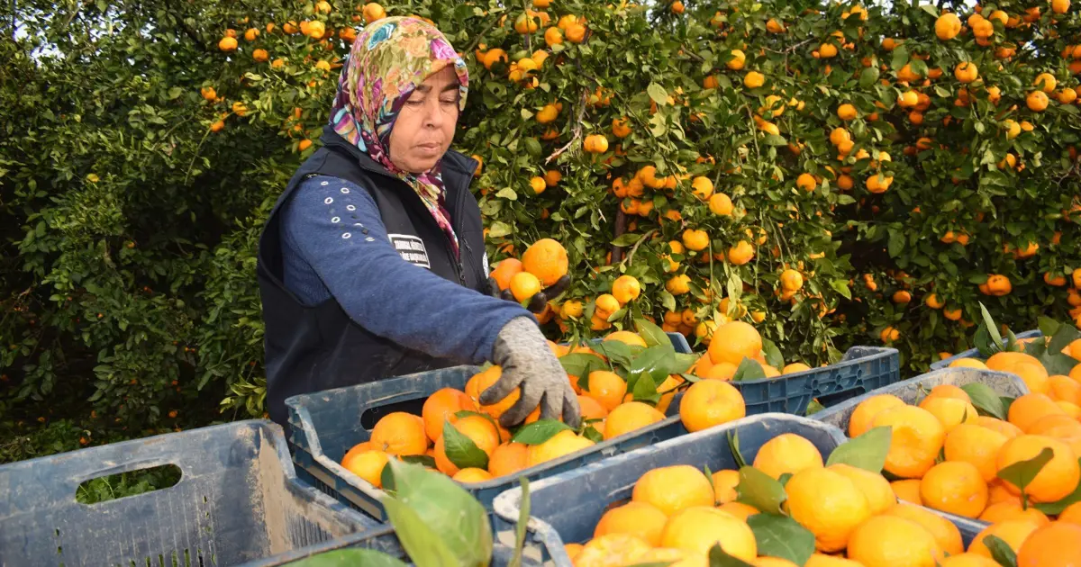 Fiyatı 2 liraya düştü, 320 ton mandalina bedava dağıtıldı