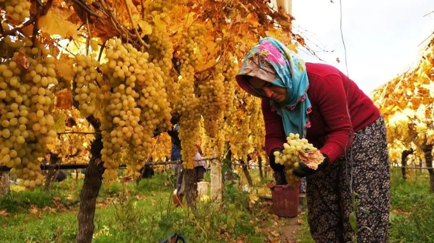 Hasatta sona yaklaşıldı, yağmur ve çamura rağmen tamamlandı. Ünü dünya çapında 4