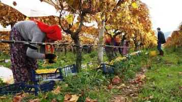 Hasatta sona yaklaşıldı, yağmur ve çamura rağmen tamamlandı. Ünü dünya çapında