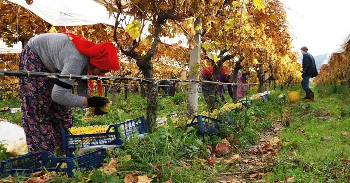 Hasatta sona yaklaşıldı, yağmur ve çamura rağmen tamamlandı. Ünü dünya çapında