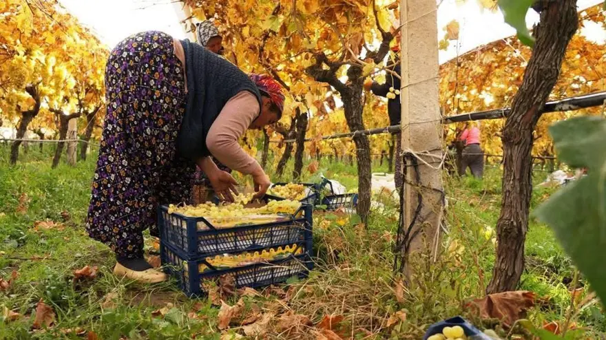 Hasatta sona yaklaşıldı, yağmur ve çamura rağmen tamamlandı. Ünü dünya çapında 1