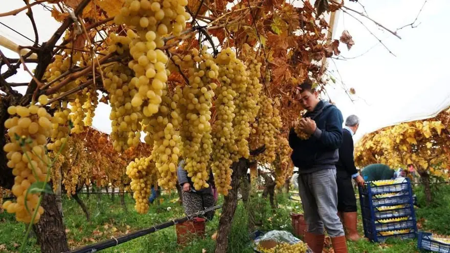 Hasatta sona yaklaşıldı, yağmur ve çamura rağmen tamamlandı. Ünü dünya çapında 3