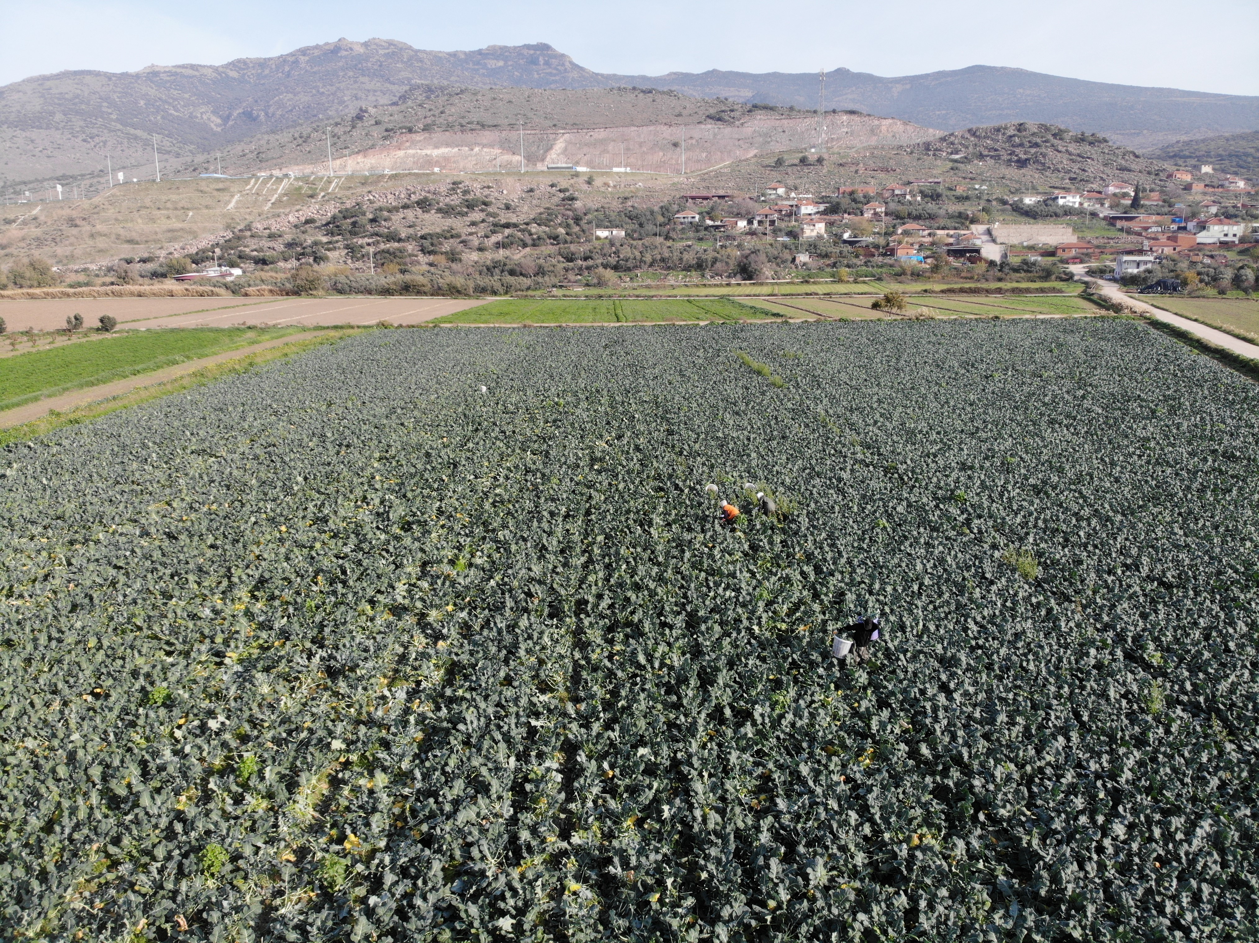 Yeşil altında hasat başladı. Tarladan pazara fiyatı üçe katlanıyor
