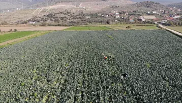 Yeşil altında hasat başladı. Tarladan pazara fiyatı üçe katlanıyor
