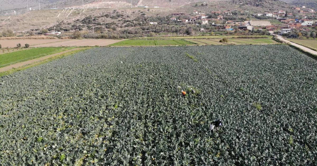 Yeşil altında hasat başladı. Tarladan pazara fiyatı üçe katlanıyor