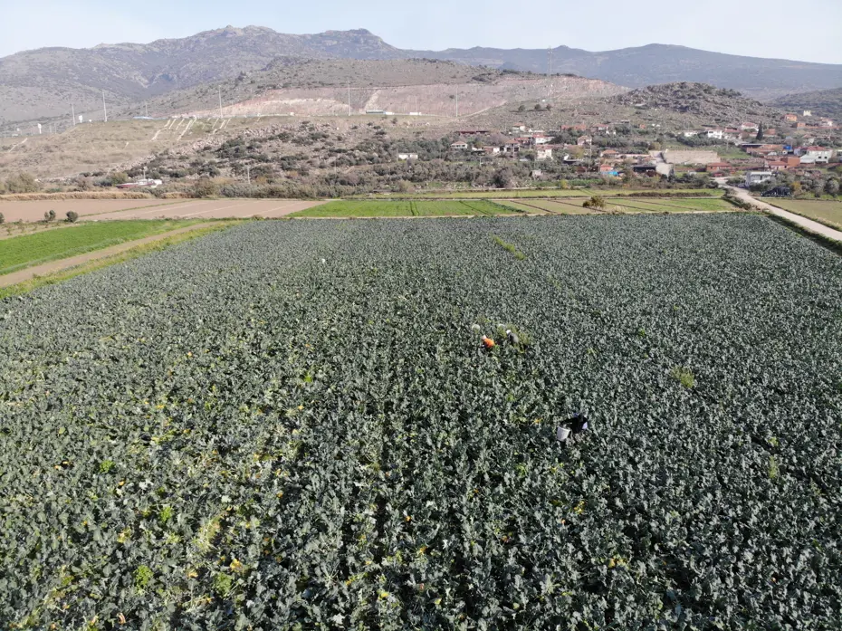 Yeşil altında hasat başladı. Tarladan pazara fiyatı üçe katlanıyor