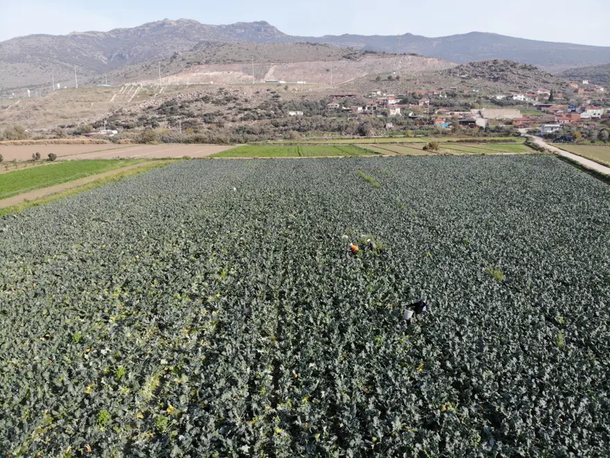 Yeşil altında hasat başladı. Tarladan pazara fiyatı üçe katlanıyor Yeşil altında hasat başladı. Tarladan pazara fiyatı üçe katlanıyor