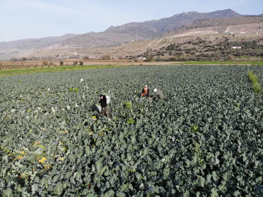 Yeşil altında hasat başladı. Tarladan pazara fiyatı üçe katlanıyor 2 Yeşil altında hasat başladı. Tarladan pazara fiyatı üçe katlanıyor 2