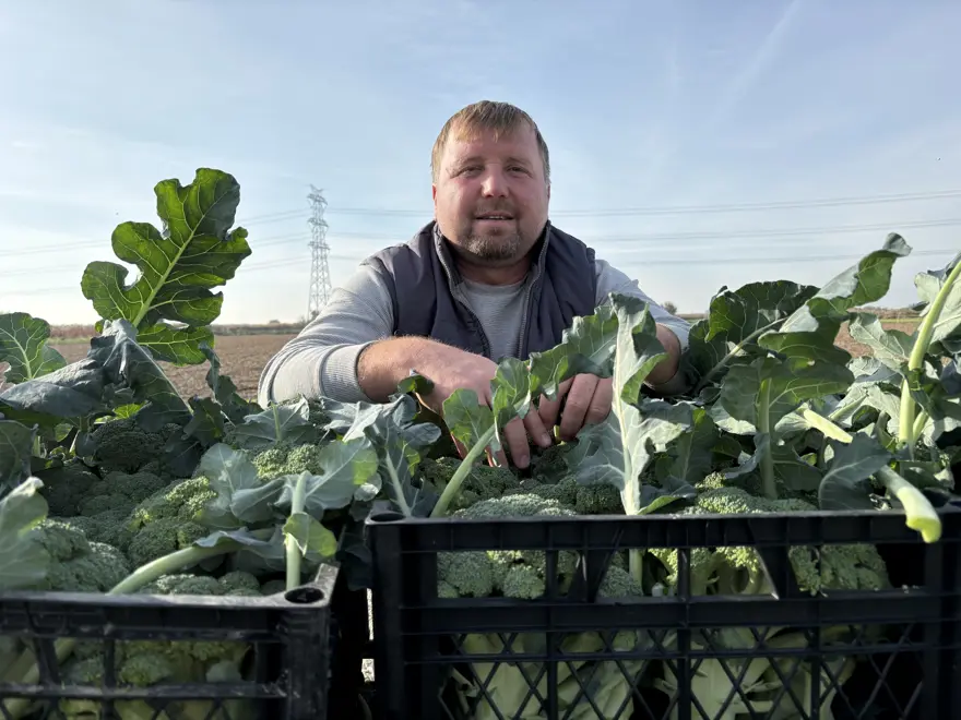 Yeşil altında hasat başladı. Tarladan pazara fiyatı üçe katlanıyor 3 Yeşil altında hasat başladı. Tarladan pazara fiyatı üçe katlanıyor 3