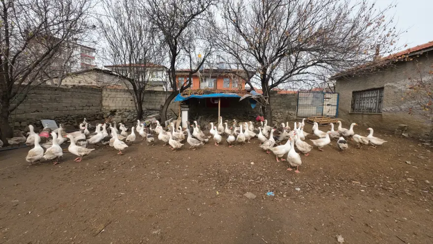 GELECEK YIL KAZ YILI OLACAK 2