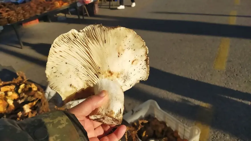 Bin 800 rakımlı yayladan topluyor. Pazarın ilgi odağı, tezgahta gören almadan dönmüyor 3