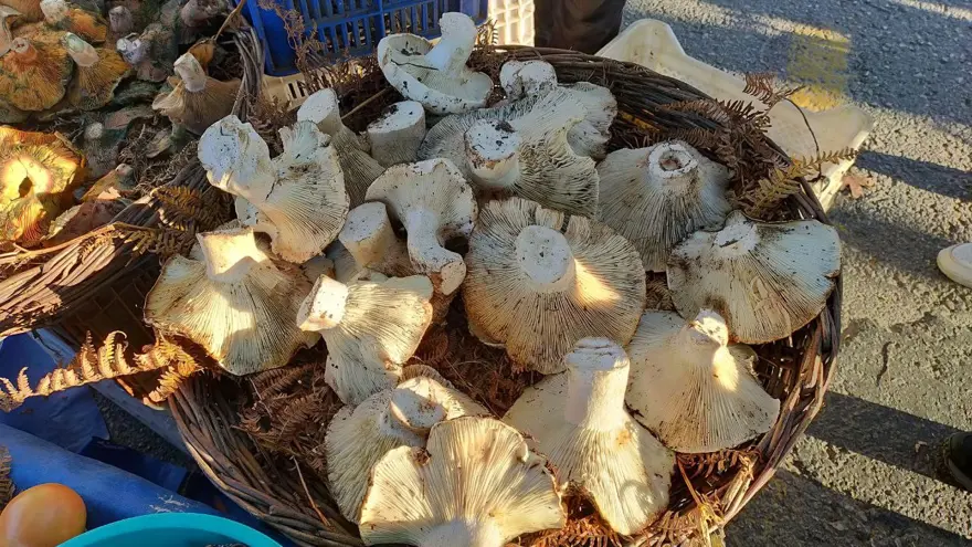 Bin 800 rakımlı yayladan topluyor. Pazarın ilgi odağı, tezgahta gören almadan dönmüyor 1