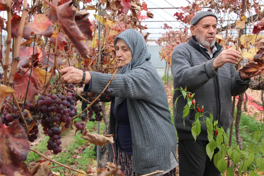 Amasyalı Feruziye nine kendi serasında yetiştiriyor. Pazarda kilosunu 100 TL'den satıyor 1 Amasyalı Feruziye nine kendi serasında yetiştiriyor. Pazarda kilosunu 100 TL'den satıyor 1
