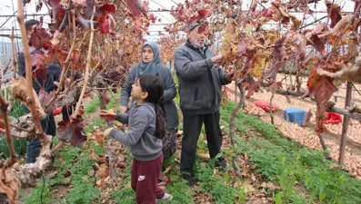 Amasyalı Feruziye nine kendi serasında yetiştiriyor. Pazarda kilosunu 100 TL'den satıyor