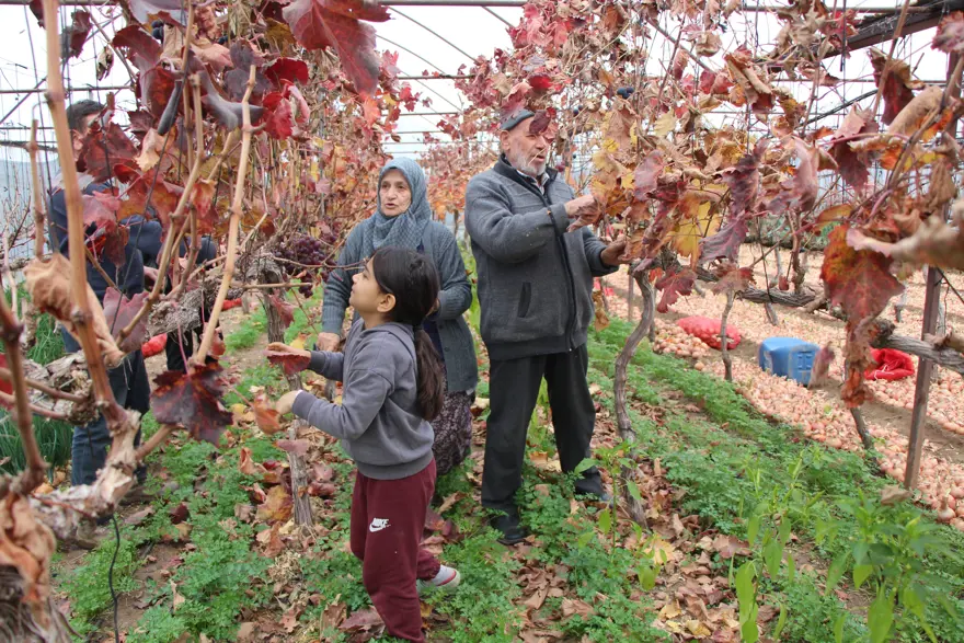 Amasyalı Feruziye nine kendi serasında yetiştiriyor. Pazarda kilosunu 100 TL'den satıyor Amasyalı Feruziye nine kendi serasında yetiştiriyor. Pazarda kilosunu 100 TL'den satıyor
