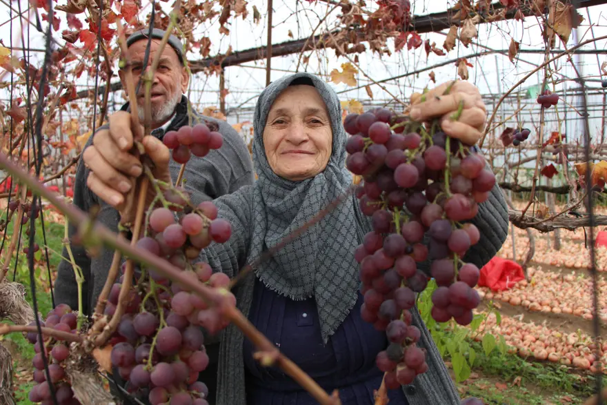 Amasyalı Feruziye nine kendi serasında yetiştiriyor. Pazarda kilosunu 100 TL'den satıyor 4 Amasyalı Feruziye nine kendi serasında yetiştiriyor. Pazarda kilosunu 100 TL'den satıyor 4