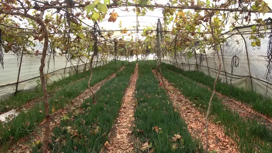 Amasyalı Feruziye nine kendi serasında yetiştiriyor. Pazarda kilosunu 100 TL'den satıyor 5 Amasyalı Feruziye nine kendi serasında yetiştiriyor. Pazarda kilosunu 100 TL'den satıyor 5