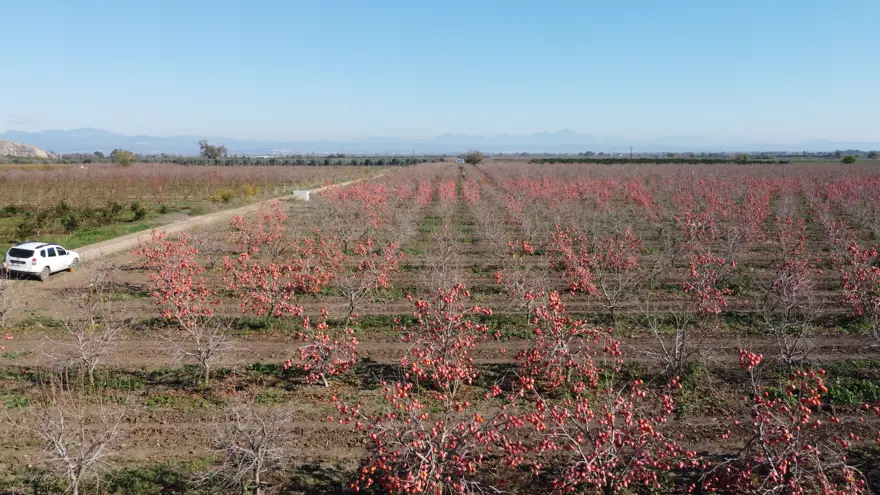 Vitamin ve antioksidan zengini. Adana'dan Almanya'ya gönderiliyor 2