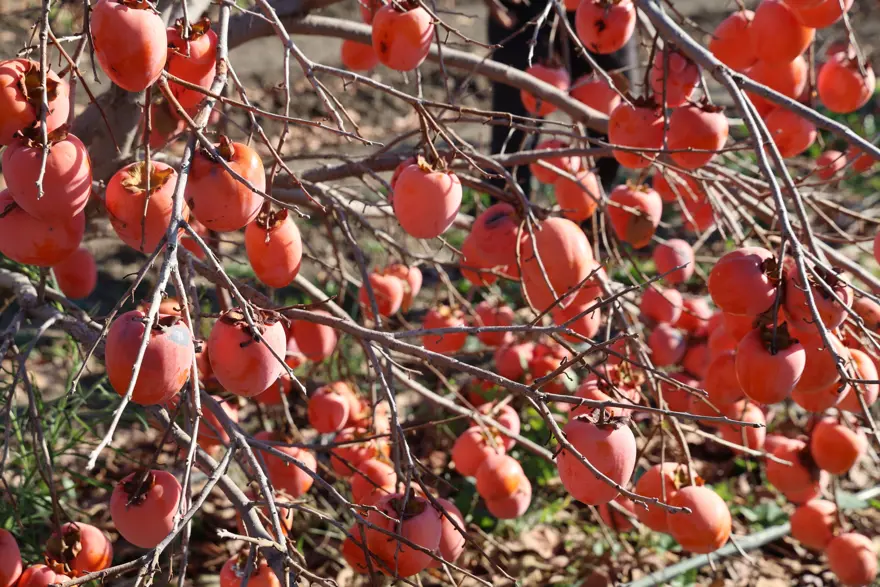 CENNET HURMASININ FAYDALARI 3
