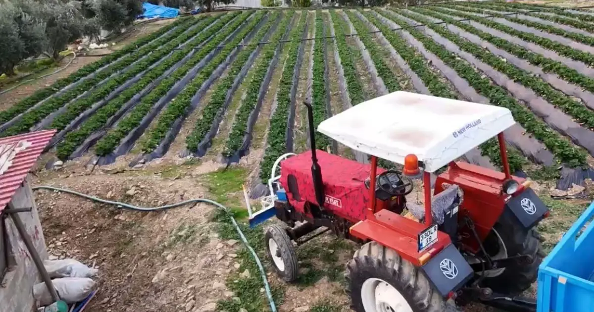 Üretim kışın da devam ediyor. Bahçede 130 TL'ye satılıyor