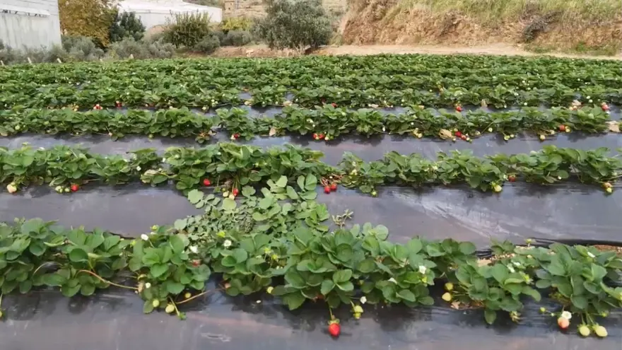 ÇİLEĞİN FAYDALARI 2