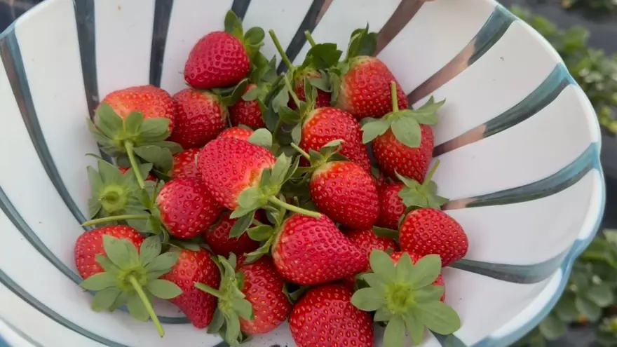 Üretim kışın da devam ediyor. Bahçede 130 TL'ye satılıyor 1