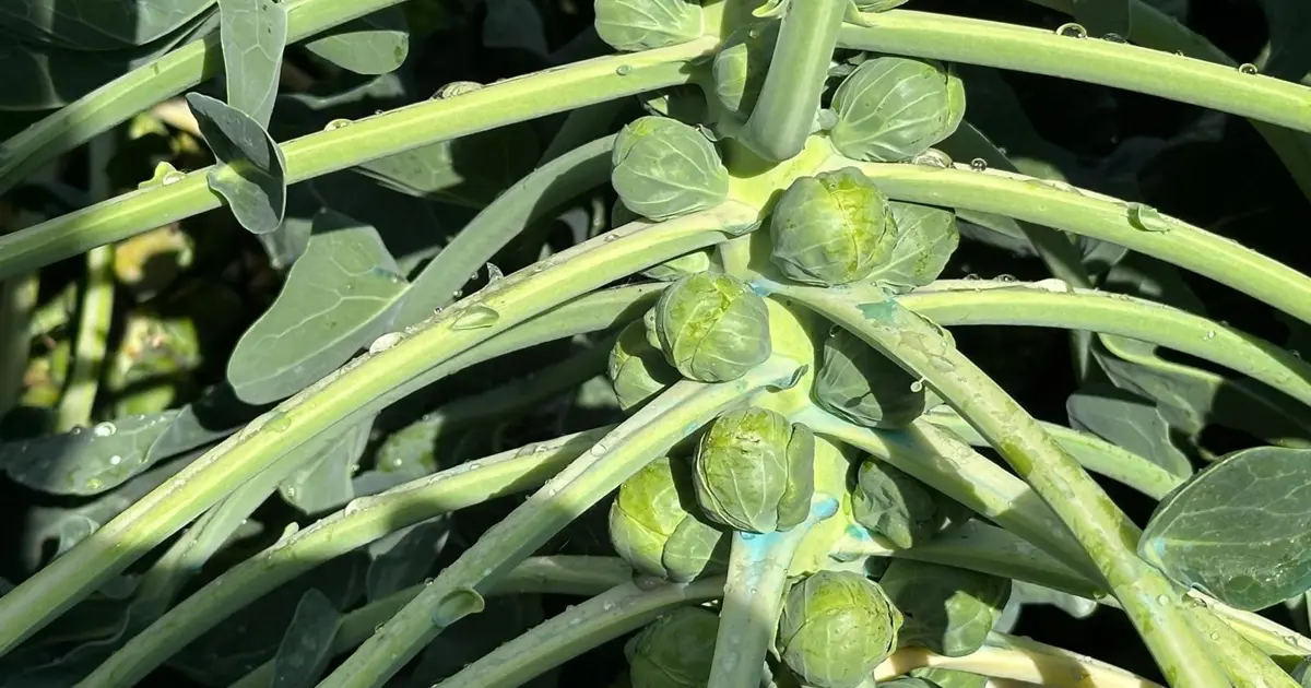 Rusya ve Hollanda'ya kadar gönderiliyor ama fiyatı düştü