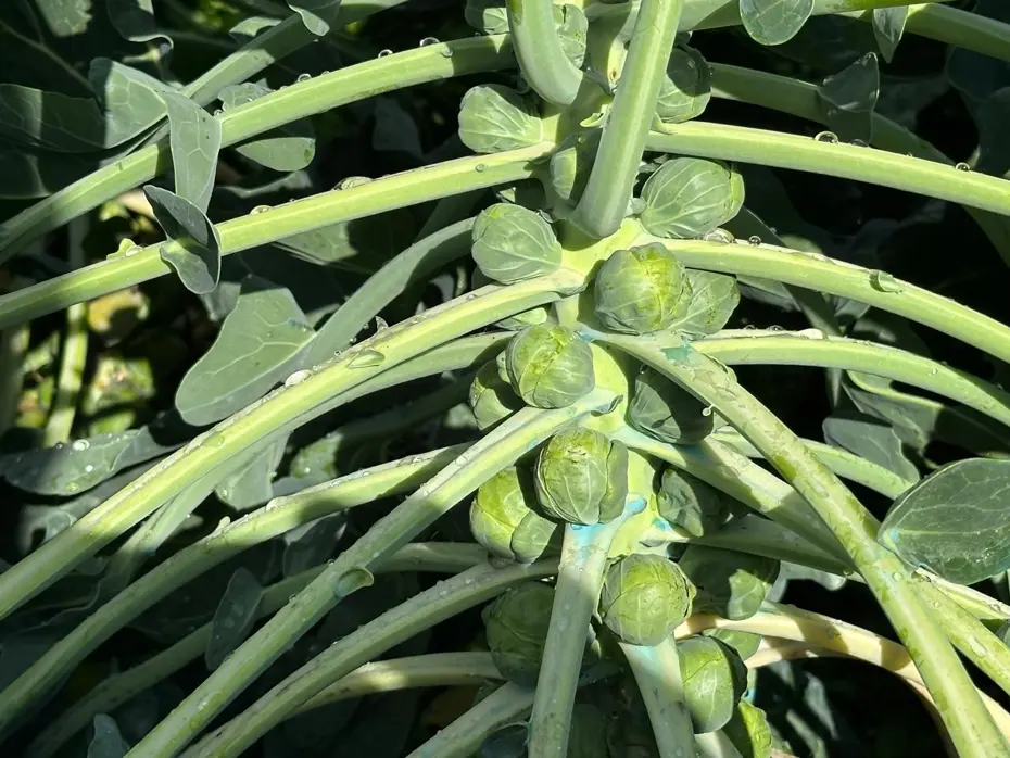 Rusya ve Hollanda'ya kadar gönderiliyor ama fiyatı düştü