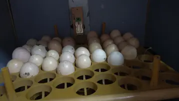 Hobi olarak başladı, atık malzemeden kuluçka makinesi yaptı. Kendi civcivini kendi üretiyor