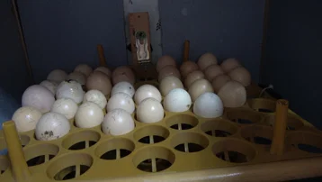 Hobi olarak başladı, atık malzemeden kuluçka makinesi yaptı. Kendi civcivini kendi üretiyor