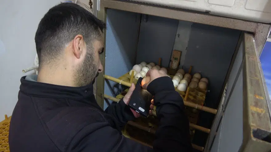 HAŞLANMIŞ MISIR MAKİNESİNİ KULUÇKA MAKİNESİNE DÖNÜŞTÜRDÜ 1