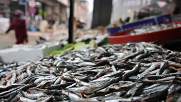 Havalar soğudu, balıkçı tezgahlarına rağbet arttı. En çok bu balık tercih ediliyor