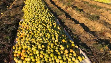 Ürünleri kurtarmak için güneşe serdiler, kilosunu 20 liradan satıyorlar